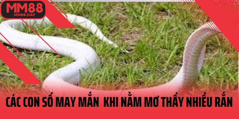 cac-con-so-may-man-theo-so-mo-khi-nam-mo-thay-nhieu-ran